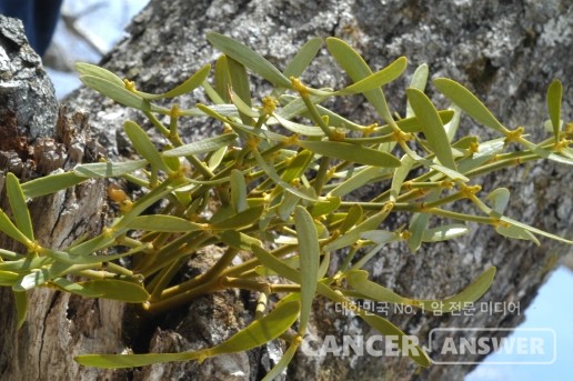 겨우살이라고 불리는 반기생식물 미슬토./국가생물종지식정보시스템 자료