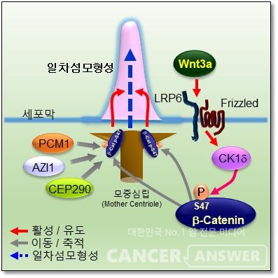 항암제 내성을 유발하는 암세포가 생기는 이유가 밝혀졌다./한국생명공학연구원 제공.