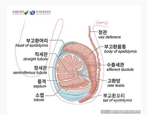 고환 및 부고환의 구조./ 국가암정보센터