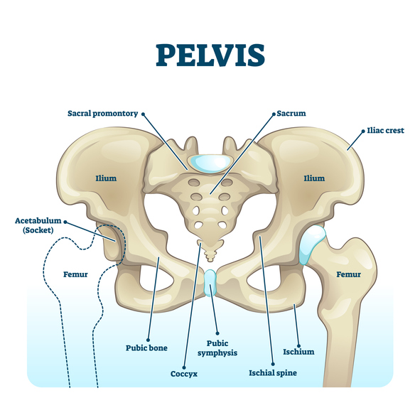 골반(pelvis) 사진. 꼬리춤은 꼬리뼈(coccyx)를 흔들어 진동이 천골(sacrum, 엉치뼈), 척추를 통해 뇌까지 전달되게 하는 춤이다./게티이미지 뱅크