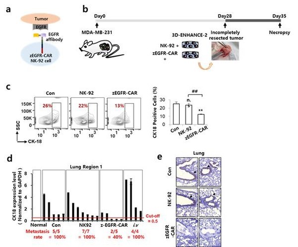 세포배양 스캐폴드에서 배양한 NK세포를 생쥐에게 이식했더니, 암 전이가 억제됐다. /한국생명공학연구원 제공.