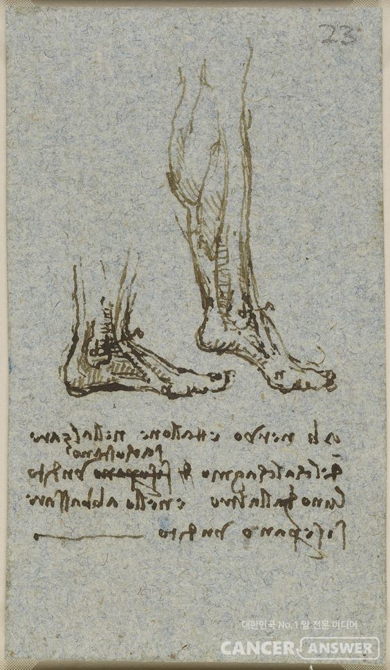 레오나르도 다 빈치가 스케치한 건강한 발의 모습. 살아있는 발바닥 아치와 종아리 근육이 강인해 보인다. /Studies of the anatomy of the foot and calf Leonardo da Vinci