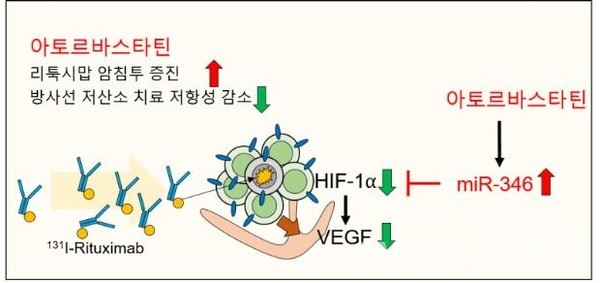 국내 연구진이 고지혈증 치료제인 아토르바스타틴을 방사면역치료제(방사성요오드-리툭시맙)와 함께 투여하면, 암 치료 효과가 증가한다는 연구 결과를 발표했다. /한국원자력의학원.