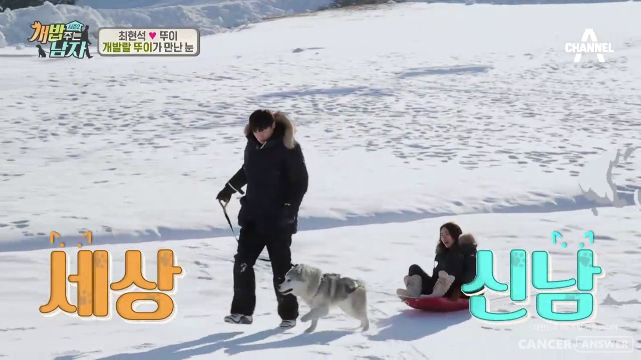 시베리안 허스키인 '뚜이'가 최현석 셰프와 함께 등장해 알래스카 썰매견에 도전한다는 내용을 담고 있는 '개밥주는 남자'의 한 장면. / 채널A 캡처
