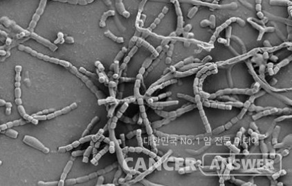 항생물질 '크로모마이신 에이3'를 합성하는 균주의 모습./국립생물자원관 제공