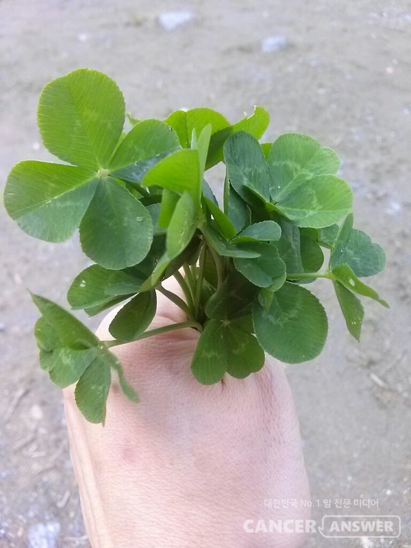 네잎클로버는 과연 행운의 상징일까?