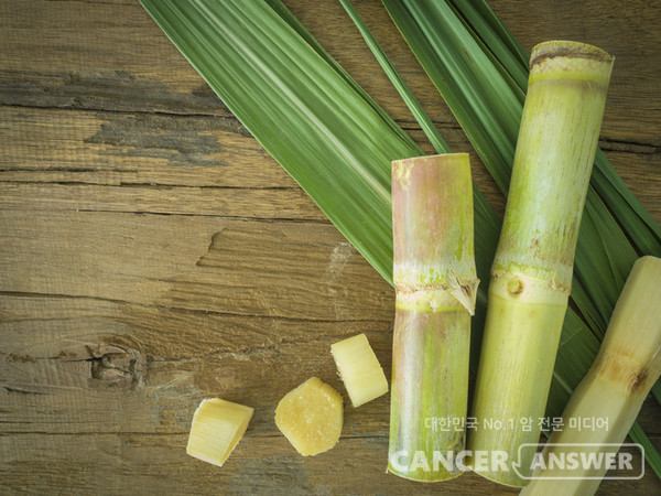 폴리코사놀의 원료가 되는 사탕수수. 쿠바 사탕수수에서 추출한 폴리코사놀 제품은 HDL을 높이고 혈압 조절에 도움을 준다./게티이미지 뱅크