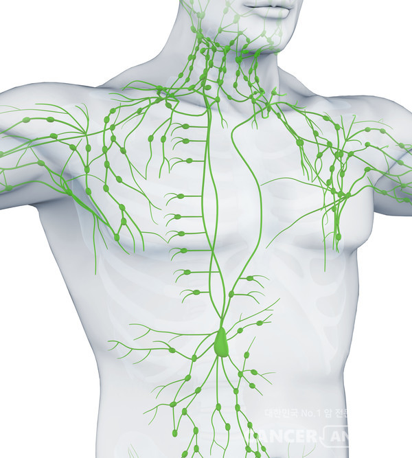 림프는 몸의 노폐물과 면역세포를 운반하는 역할을 한다. 암세포는 림프계를 타고 전이될 수 있다. / 게티이미지뱅크
