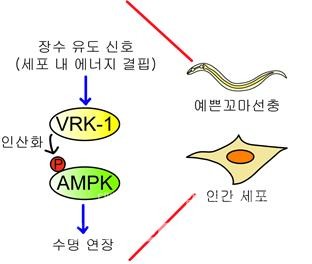 예쁜꼬마선충과 인간 세포에서 세포 내 에너지 결핍과 같은 장수 유도 신호에 의해 VRK-1이 활성화되면 AMPK를 인산화해 수명을 연장시킨다. /한국과학재단.
