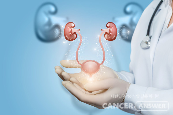 전립선을 비롯한 비뇨기계 개념도./게티이미지뱅크