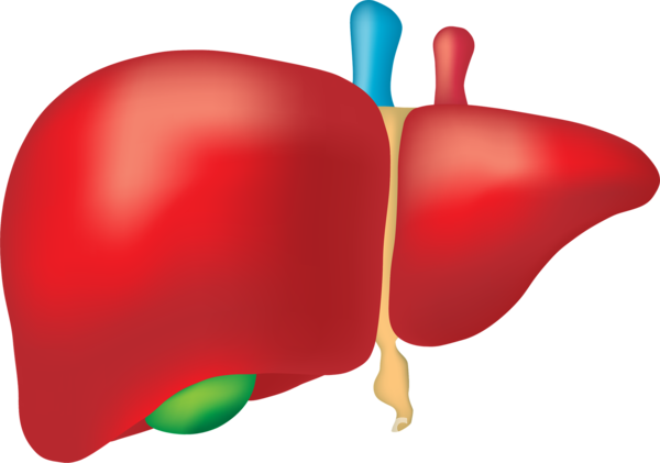 간암 치료시 고주파 열소작술 보다 방사선 치료가 효과적이라는 연구 결과가 발표됐다. /픽사베이.