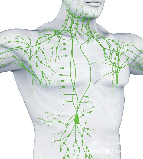 작은 주머니 모양의 림프절. 림프절을 수시로 톡톡톡 자극해주면 노폐물 배출에 효과적이다. /게티이미지뱅크