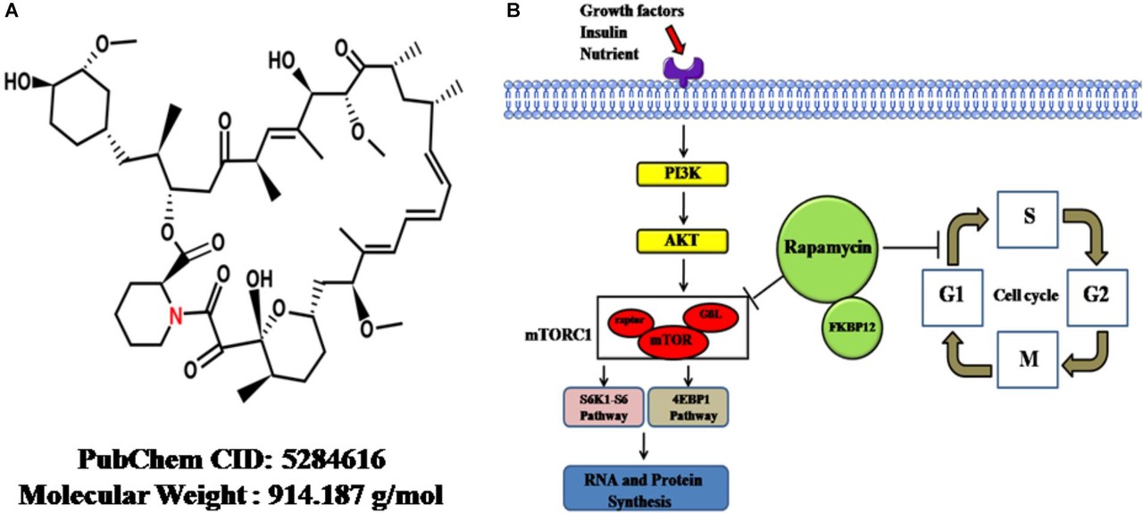 라파마이신의 작용메커니즘. / Frontiers in Pharmacology