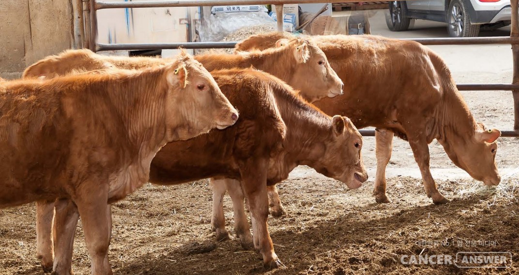 대표적인 채식동물인 소는 4개의 위를 갖고 있고 되새김질까지 하면서 풀들을 모두 소화시킨다. 내장에는 미생물도 많아서 소화를 돕는다. 네발보행 짐승이기 때문에 늘 내장이 활성화되어 있으니, 소화시키기 어려운 거친 식물도 문제없이 먹을 수 있는 것이다.