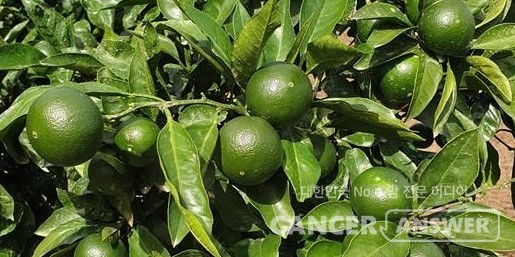 제주의 감귤이 덜익은 상태로 출하되는 것을 말하는 '풋귤'이 건강과 미용에 좋은 작목으로 각광받고 있다.