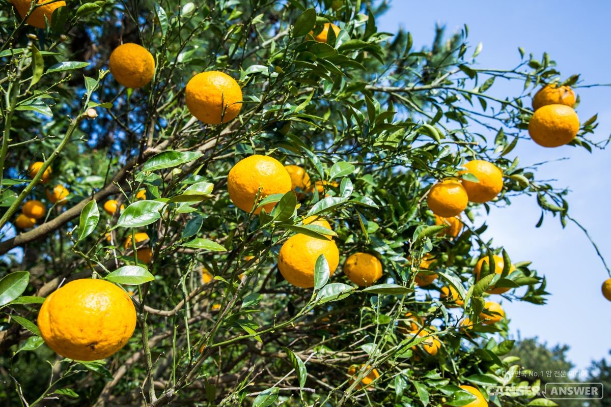 예로부터 겨울 비타민 보충제처럼 애용되어 온 밀감이 내륙에서도 생산되는 등 생산환경이 바뀌자 제주에서는 풋귤 활용 등 새로운 소득원을 개발하고 있다. / 게티이미지뱅크