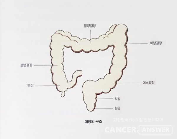 직장암은 골반 내의 좁은 곳에 위치하여 방광, 자궁, 질, 전립선 등의 다른 장기들과 인접해 있어 수술의 난이도가 높다. /연세대 세브란스병원 '대장암완치설명서' 자료