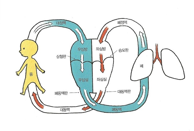 심장의 대략적인 구조와 혈액의 흐름 구조도./ 세브란스병원 의료팀 '심장병완치설명서'