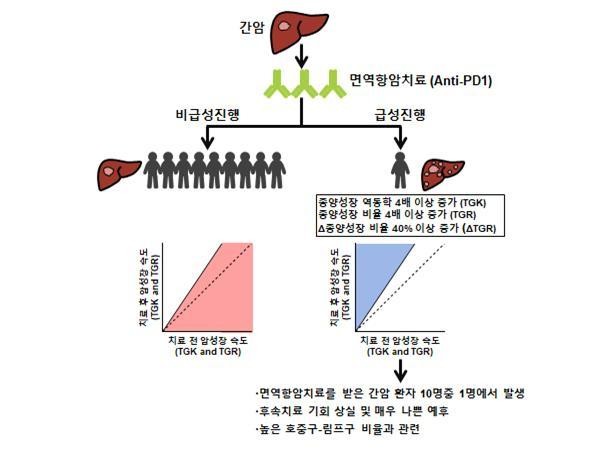 면역항암치료를 받은 간암 환자 중 10%는 종양이 오히려 급속도로 성장했음을 보여주는 그래픽./차의과대학제공
