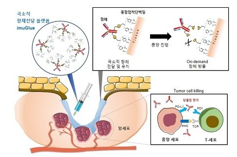 홍합접착단백질을 이용해 치료용 항체를 원하는 곳에만 국소적으로 전달해 장기간 유지시킬 수 있는 플랫폼 '이뮤글루'가 개발됐다../ 포항공대