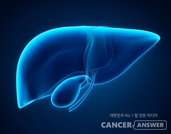 담도와 담낭은 간 주위에 있어 간이 지방을 소화하기 위해 생성하는 담즙을 담당한다./게티이미지뱅크