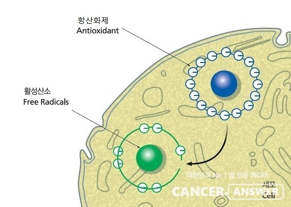 항산화제는 산소가 불안정 상태로 바뀌어 우리몸을 공격하는 활성산소를 제거한다. / 약학정보원