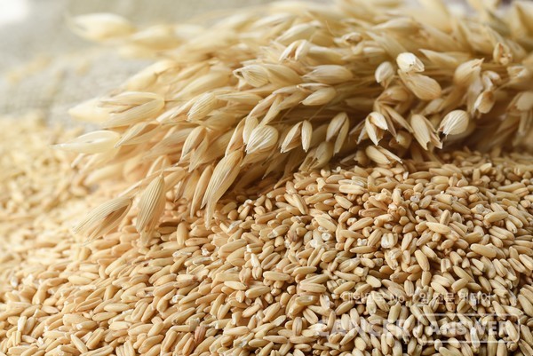 귀리에만 존재하는 Avn-C 성분은 치매 예방과 치료에 효과가 있다. /게티이미지뱅크