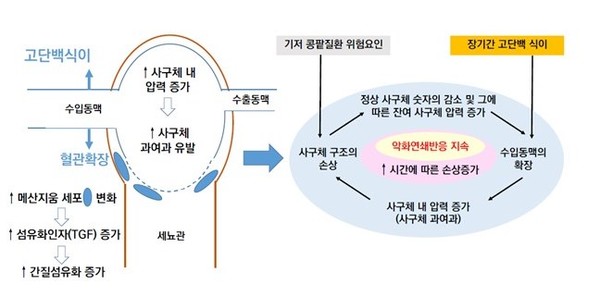 고단백 음식 섭취로 인한 콩팥 기능 감소 기전./대한신장학회 제공