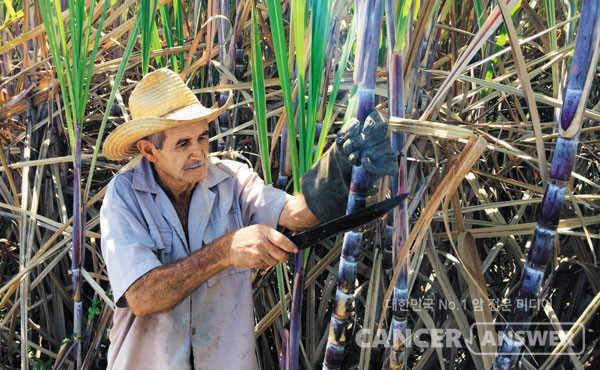 쿠바 사탕수수에서 추출된 폴리코사놀은 콜레스테롤과 혈압 개선 효과를 지닌 2중 기능성을 인정받은 국내 유일 원료다. / 캔서앤서DB