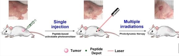 국내 연구팀이 한 번의 주사만으로 여러 번의 광치료가 가능한 광민감제를 개발했다. 이를 쥐에게 주사하자 암세포가 사라지는 실험 사진./한국과학기술연구원 제공