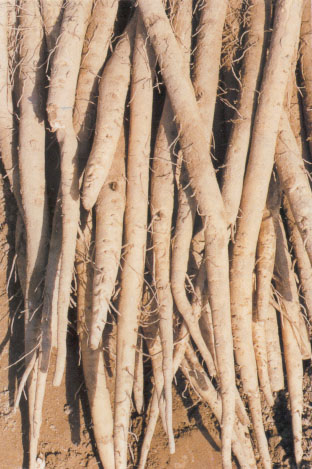 우엉 /강원도농업기술원 홈페이지 