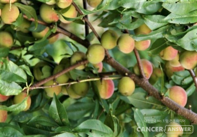 효능이 강한 개복숭아는 독성도 있기 때문에 지나치게 많이 먹지는 않는 것이 좋다. / 캔서앤서DB