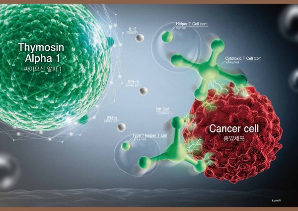 '면역력의 샘'이라고 불리는 흉선. 가슴 정 중앙에 위치해 있으며, 면역 세포를 활성화시키는 싸이모신 알파1을 분비하고 T림프구가 성숙되도록 돕는다. /게티이미지 뱅크 '면역력의 샘'이라고 불리는 흉선. 가슴 정 중앙에 위치해 있으며, 면역 세포를 활성화시키는 싸이모신 알파1을 분비하고 T림프구가 성숙되도록 돕는다. /게티이미지 뱅크 항암 치료 시 '싸이모신 알파 1'이 작용해 면역세포가 암세포를 공격하는 개념도./파마리서치프로덕트 제공