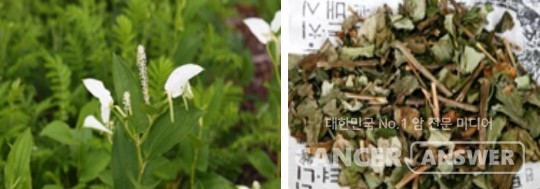 삼백초 / 농업진흥청