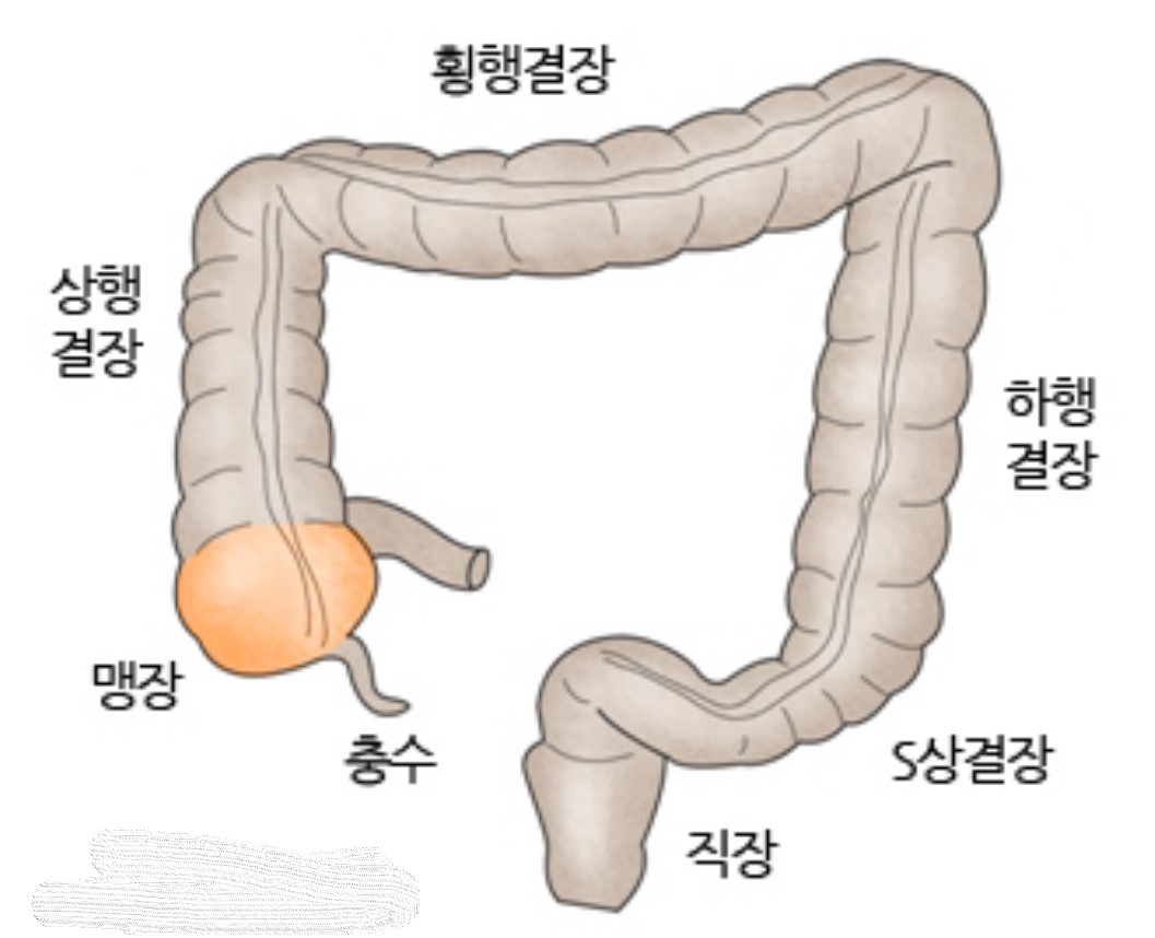 맹장과 충수의 위치. / 서울아산병원