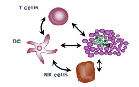 한국생명공학연구원에서 개발한 NK세포 기반 항암 면역세포치료제 기술 개념도.