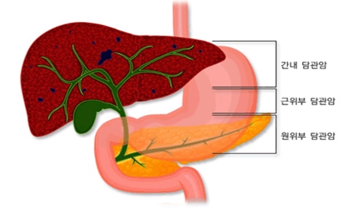 사진=대한종양외과학회