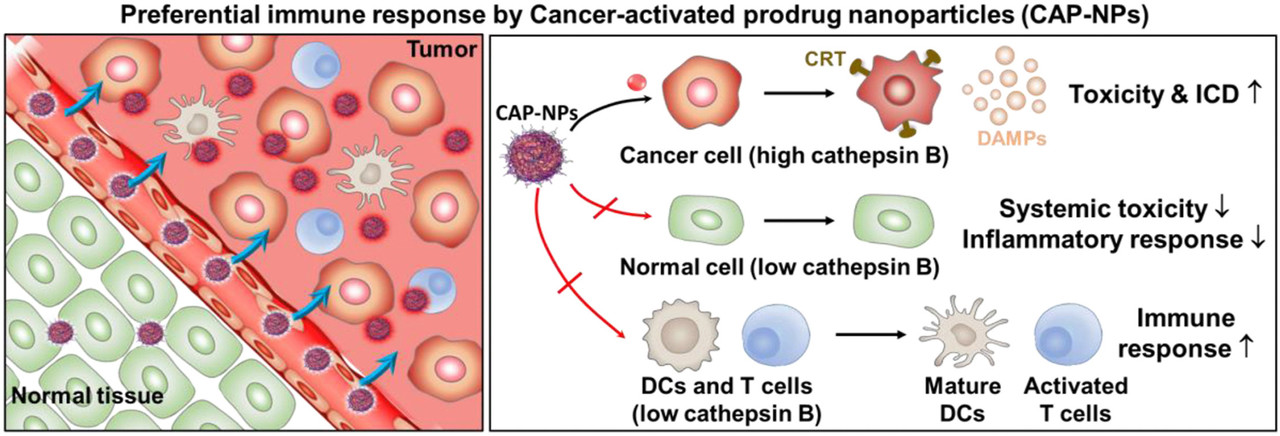 항암 전구체 약물(CAP-NP)이 암세포 특이적 면역원성 세포를 죽이면서 정상세포에 미치는 면역 독성은 최소화하는 작용을 나타내는 개념도.  / Biomaterials