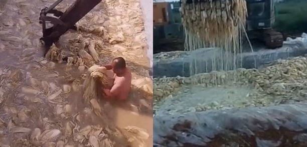 중국산 김치가 제조과정에서 비위생적인 과정을 거치는 것으로 알려지면서 국민들의 분노를 부른 인터넷 영상들.