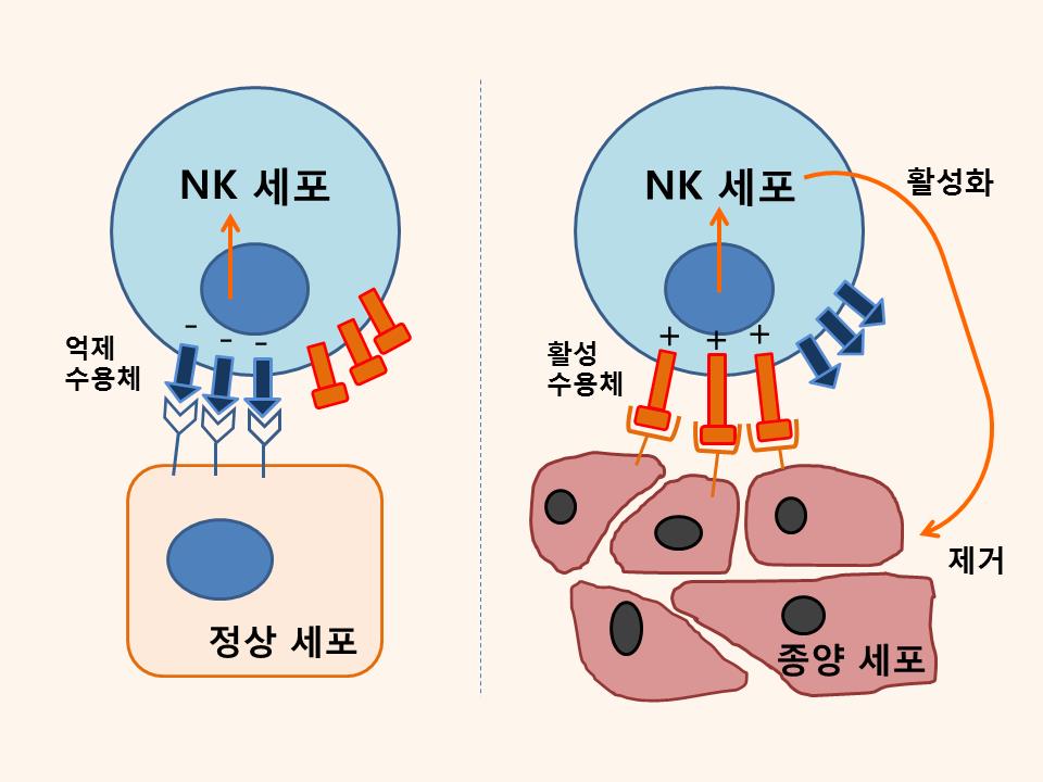 자료 분당여성차병원