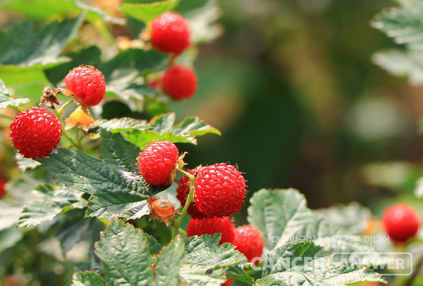 산딸기에는 타닌과 비타민, 사포닌, 안토시아닌 등 각종 영양소가 풍부해 건강식품으로 사랑받고 있다./게티이미지뱅크