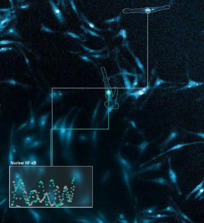 과학자들이 세포 속 NFκB가 자극을 받았을 때 어떻게 움직이는지를 추적한 현미경 동영상 속 이미지. /  eurekalert.