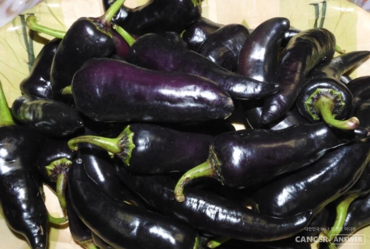 최근 많이 찾는 가지고추는 보라색 채소에 풍부한 안토시아닌을 함유하고 있어, 항암 항염 효과를 갖는 것으로 알려져 있다. / 캔서앤서DB