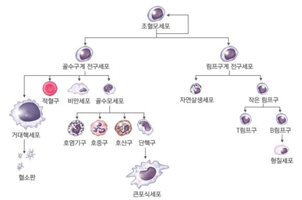 조혈모세포는 백혈구, 혈소판 등 혈액세포를 만들어내는 줄기세포다./서울대학교병원