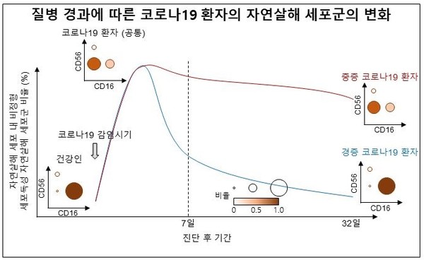 코로나19 감염 환자는 감염 초기에 면역세포 기능이 떨어진 '비정형 NK세포'가 갑자기 증가하며 증증일수록 그 현상이 오래 지속된다./카이스트 제공