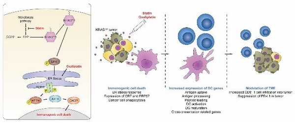 스타틴의 항암 면역 치료 모식도 . 스타틴은 KRAS 변이암에서 KRAS 신호를 억제하여 면역원성 세포 사멸을 유도하고, 주변 면역세포를 활성화해 KRAS 변이암을 지속적으로 공격할 수 있다./KIST 자료