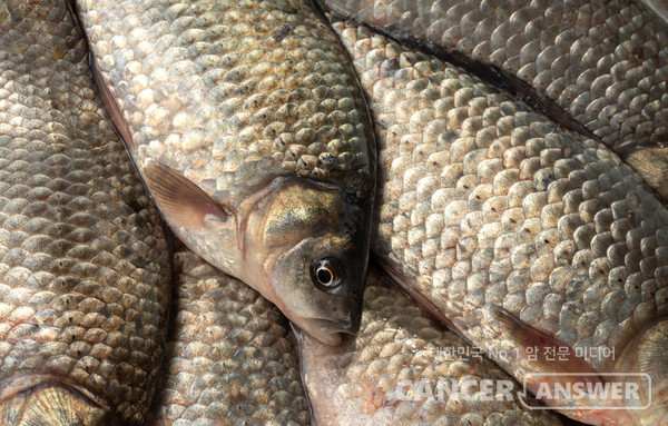 잉어과에 해당되는 민물고기는 간흡충 감염이 높다. 간흡충은 몸속으로 들어가면 담도암을 일으킬 수 있다.(사진은 기사와 직접 관련이 없음) /게티이미지뱅크