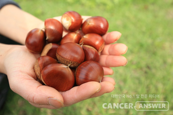 가을이 제철인 밤은 면역력을 높여 암을 예방하는 데 도움이 된다./게티이미지뱅크