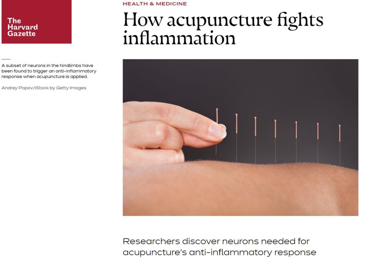 침이 인체에 작동하는 원리를 밝혀 사이토카인 폭풍을 치료할 수 있는 가능성을 확보한 연구를 '하버드 가제트'가 소개하고 있다.