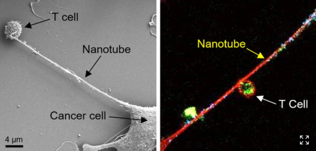 암세포와 면역세포(T세포)를 연결하는 나노튜브(왼쪽). T세포의 미토콘드리아(연두색)가 나노튜브를 통해 암세포로 전달된다(오른쪽). / Nature Nanotechnology